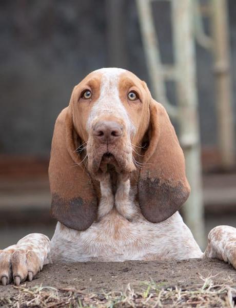 Bracco Italiano Dog Breed Image 3