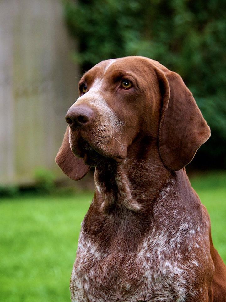 Bracco Italiano Dog Breed Image 7