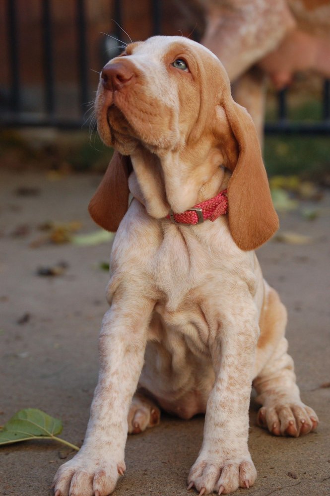 Bracco Italiano Dog Breed Image 9