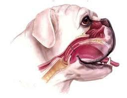 Brachycephalic Airway Syndrome in Dogs Image 13