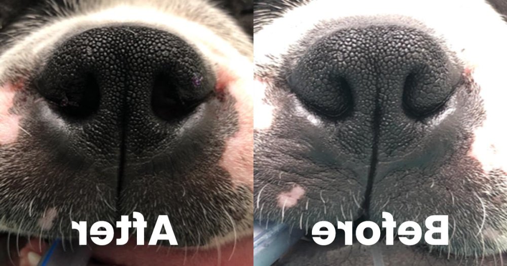 Brachycephalic Airway Syndrome in Dogs Image 14