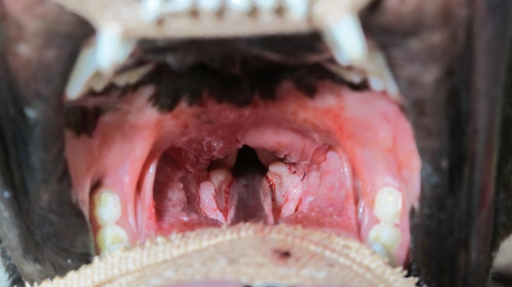 Brachycephalic Airway Syndrome in Dogs Image 2