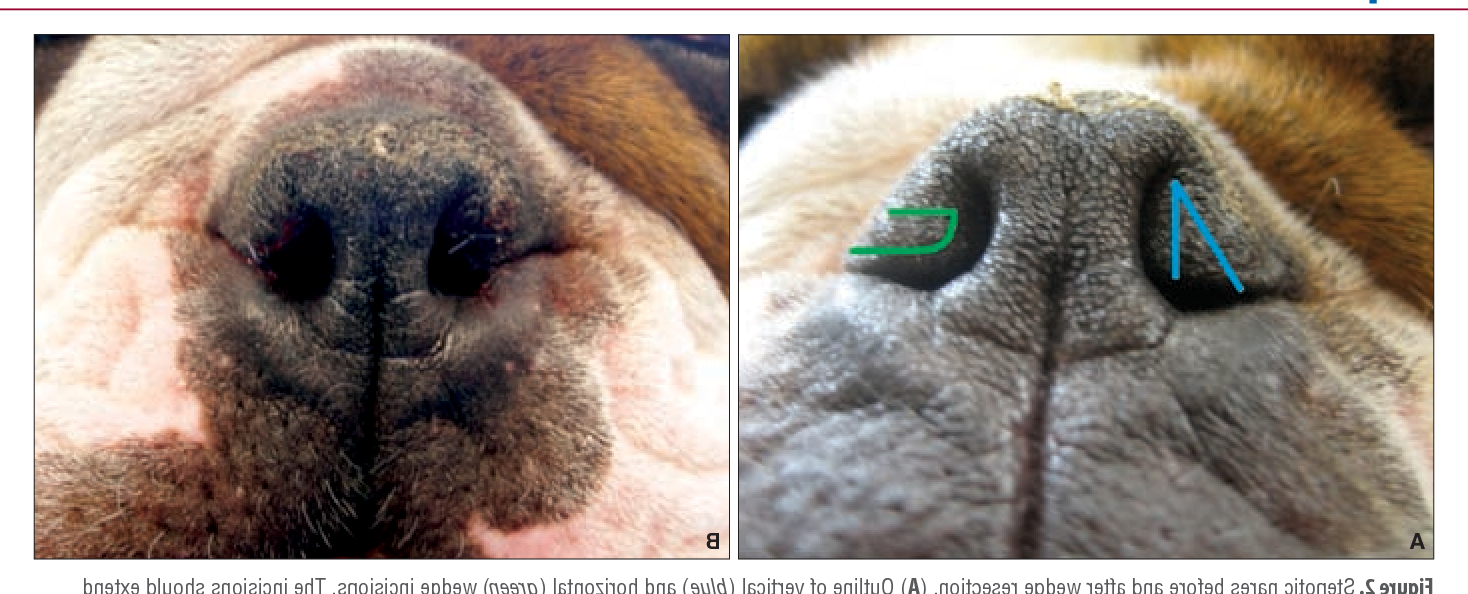 Brachycephalic Airway Syndrome in Dogs Image 9