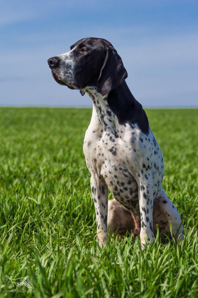 Braque d'Auvergne Dog Breed Image 12