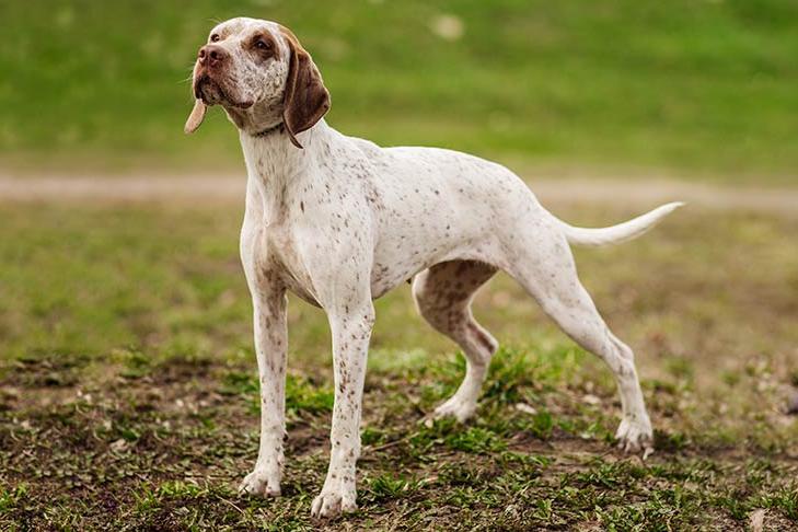 Braque du Bourbonnais Dog Breed Image 1