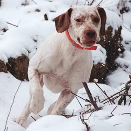 Braque du Bourbonnais Dog Breed Image 14