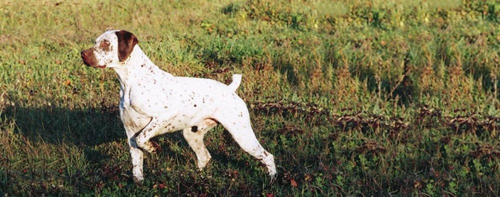 Braque du Bourbonnais Dog Breed Image 17