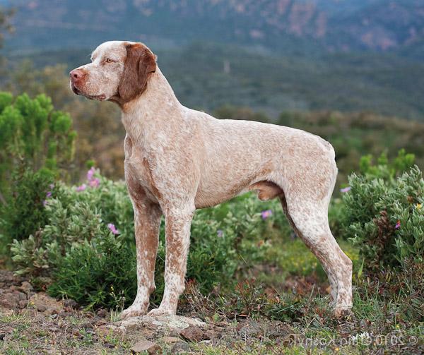 Braque du Bourbonnais Dog Breed Image 19