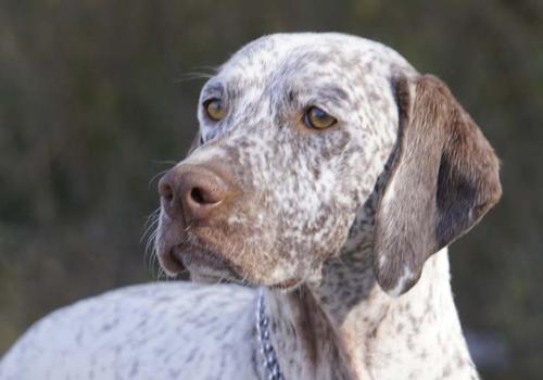 Braque du Bourbonnais Dog Breed Image 8