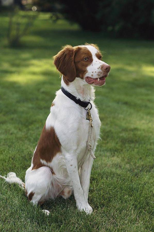 Brittany Spaniel Dog Breed Image 1