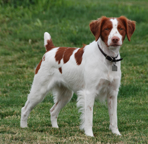 Brittany Spaniel Dog Breed Image 14