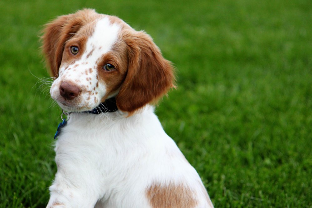 Brittany Spaniel Dog Breed Image 16