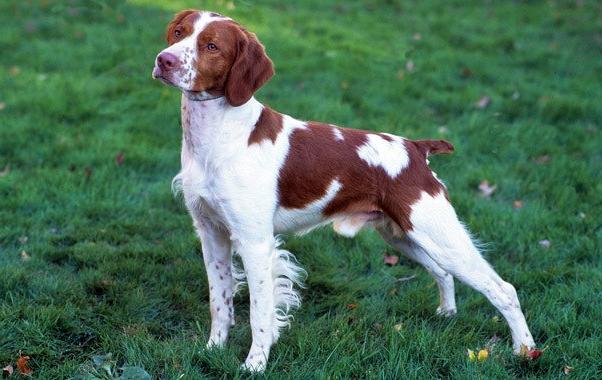 Brittany Spaniel Dog Breed Image 19