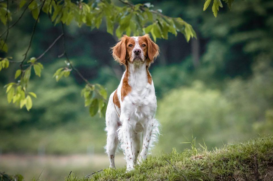 Brittany Spaniel Dog Breed Image 20