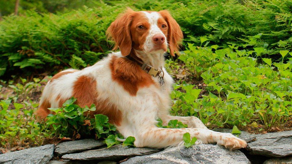 Brittany Spaniel Dog Breed Image 4