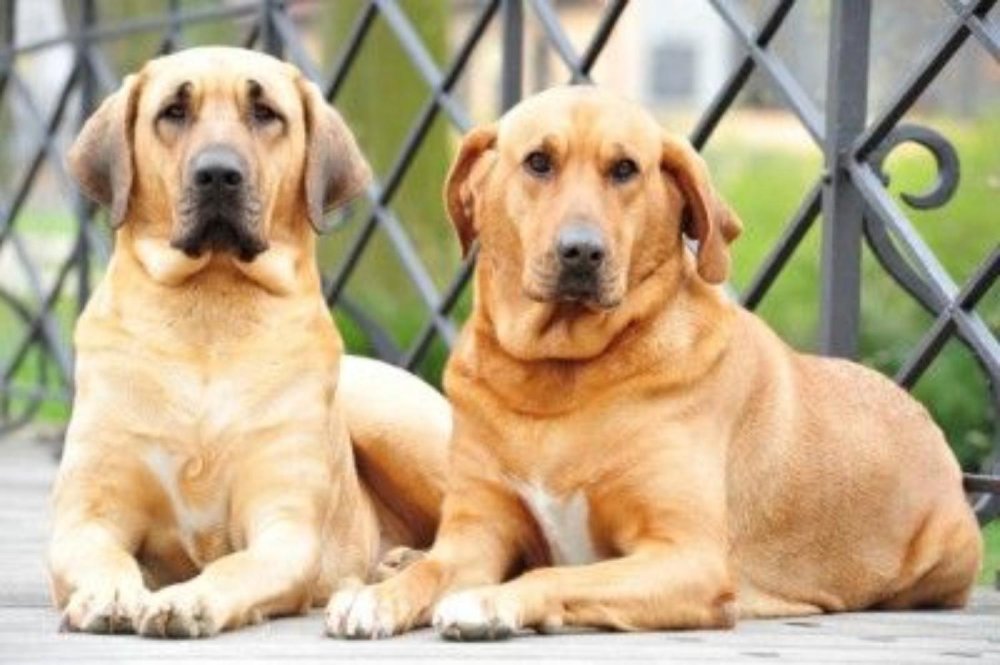 Broholmer Dog Breed Image 11