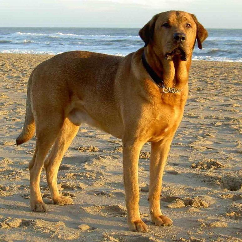 Broholmer Dog Breed Image 12