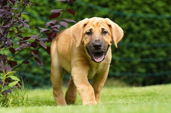 Broholmer Dog Breed Image 18