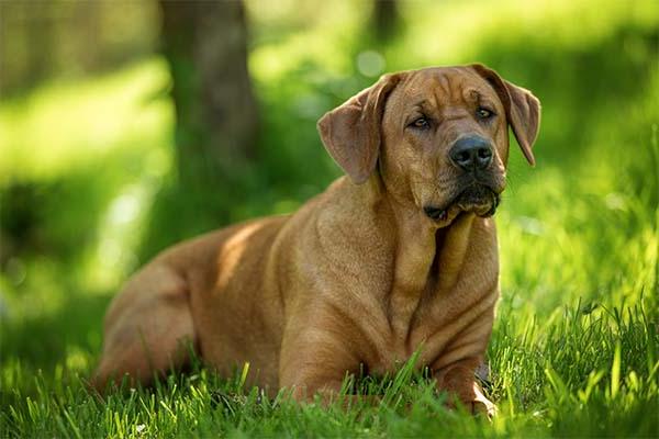 Broholmer Dog Breed Image 2