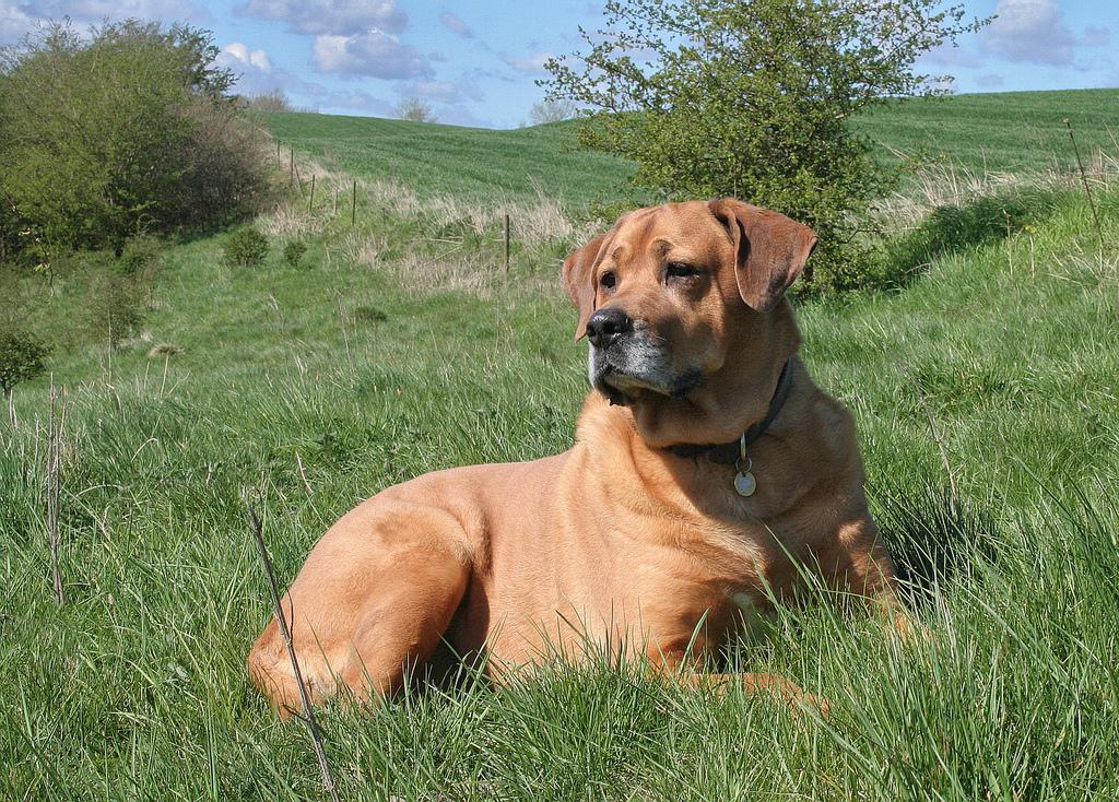 Broholmer Dog Breed Image 20