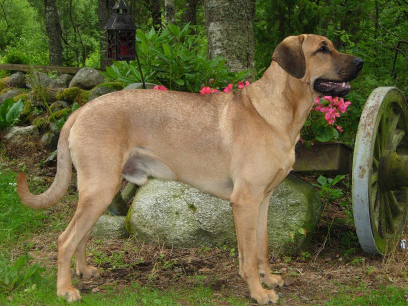 Broholmer Dog Breed Image 6