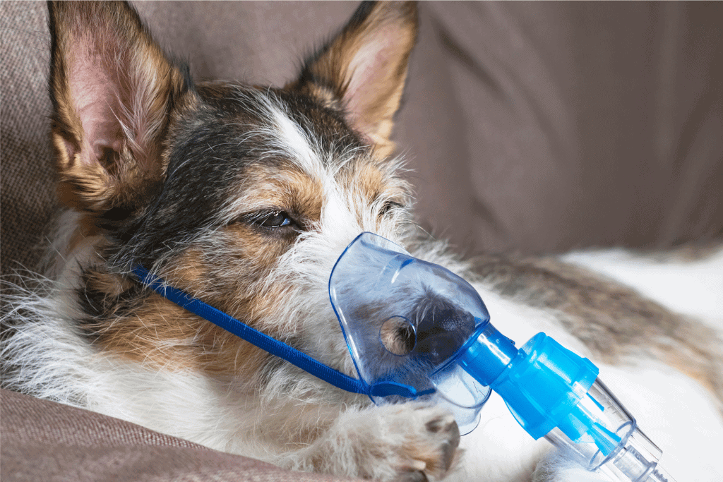 Bronchitis in Dogs Image 17