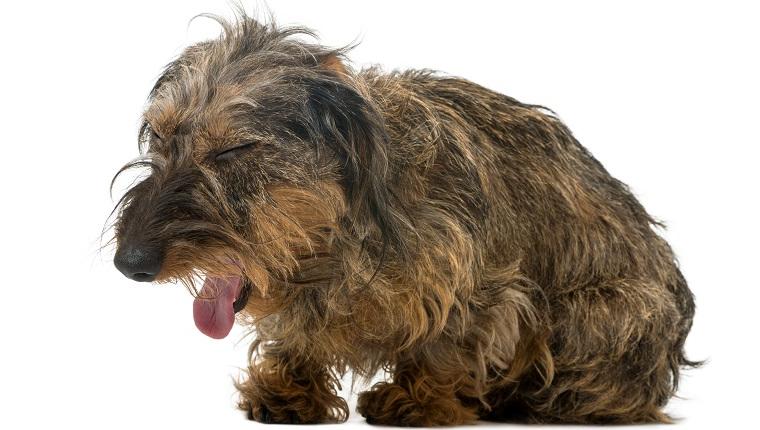 Bronchitis in Dogs Image 19