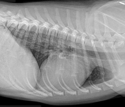 Bronchitis in Dogs Image 3