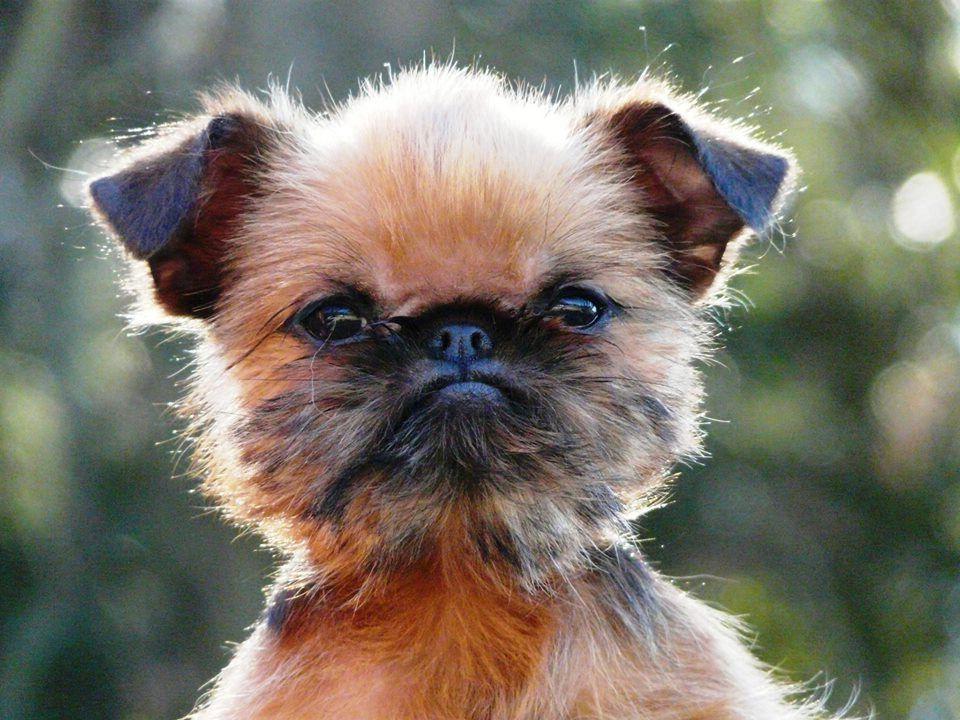 Brussels Griffon Dog Breed Image 12