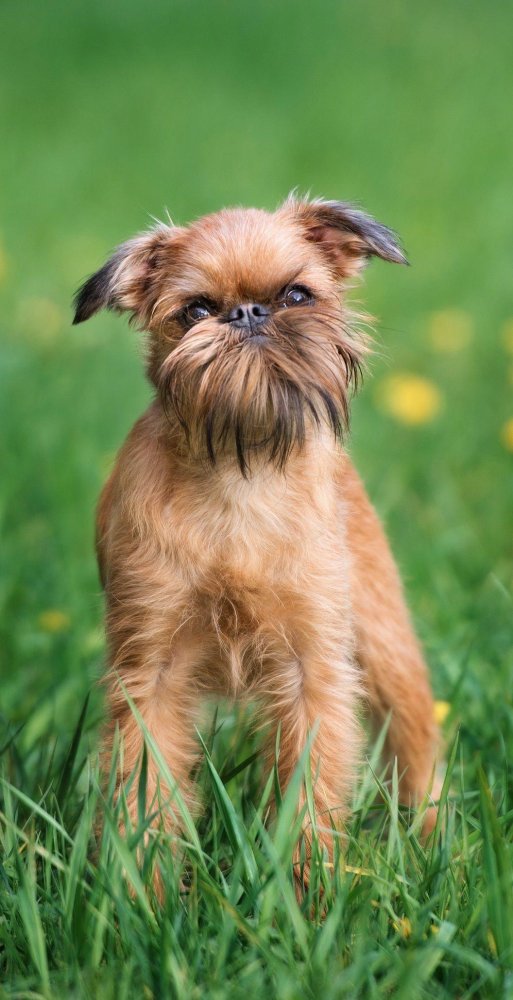 Brussels Griffon Dog Breed Image 13