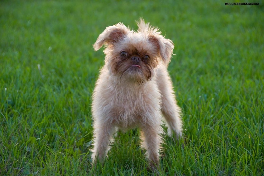 Brussels Griffon Dog Breed Image 2