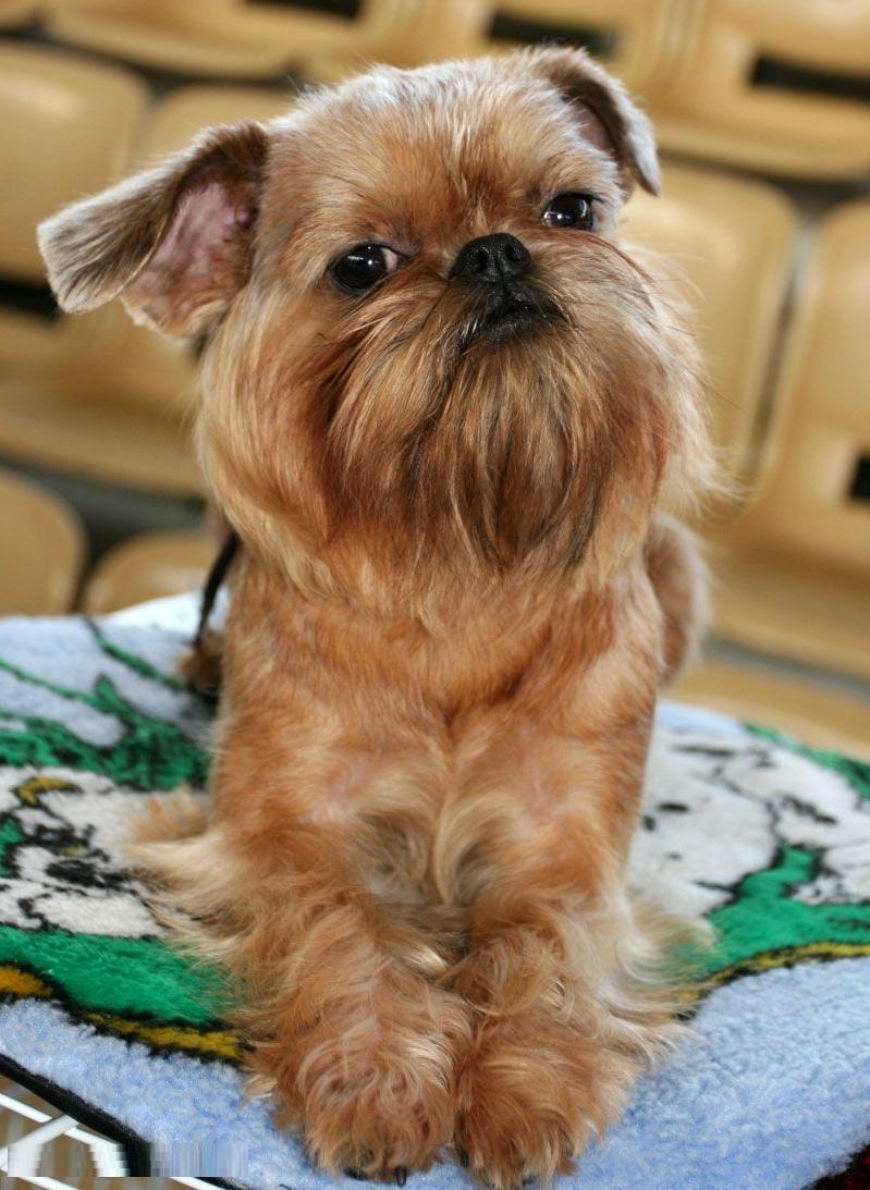 Brussels Griffon Dog Breed Image 3