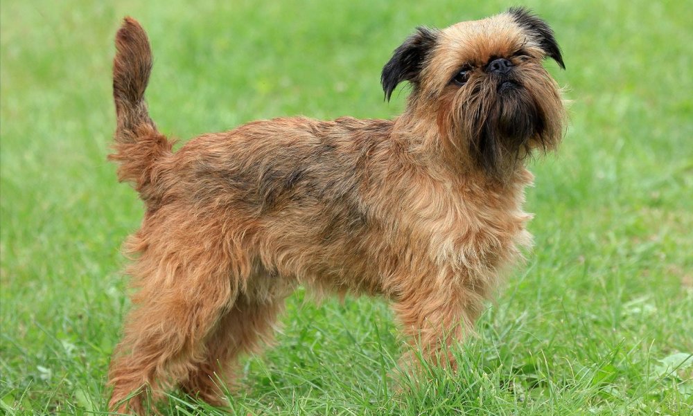 Brussels Griffon Dog Breed Image 9