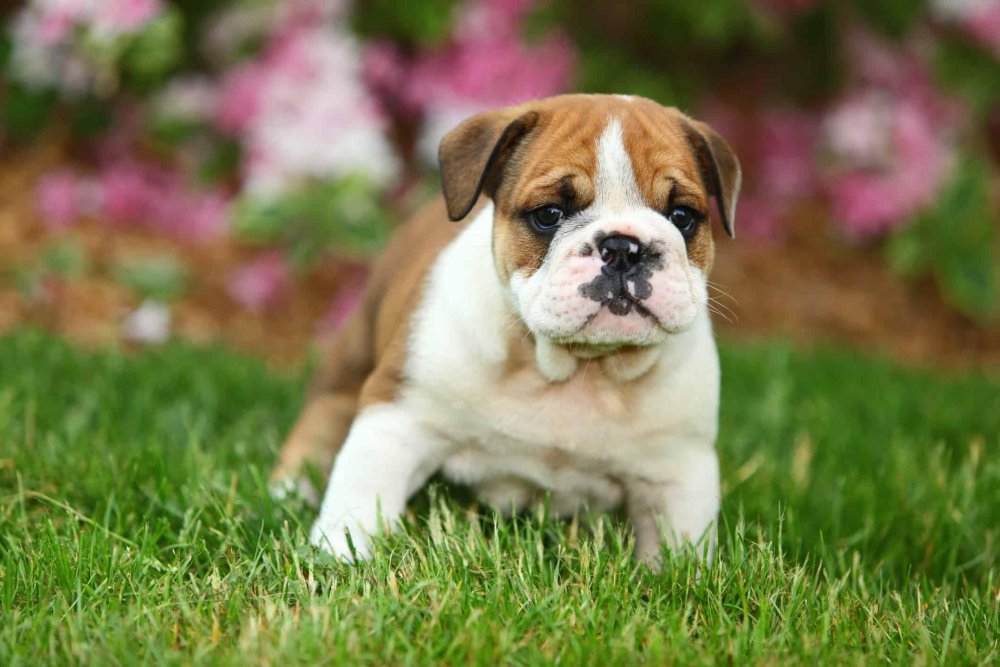 BullDog Breed Image 13