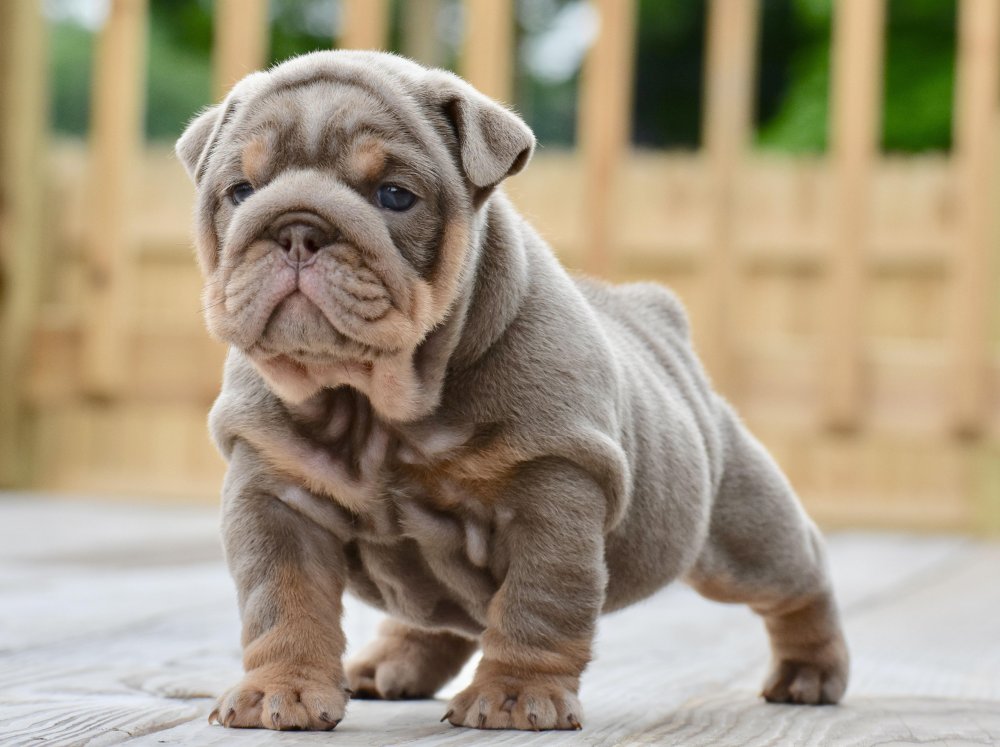 BullDog Breed Image 15