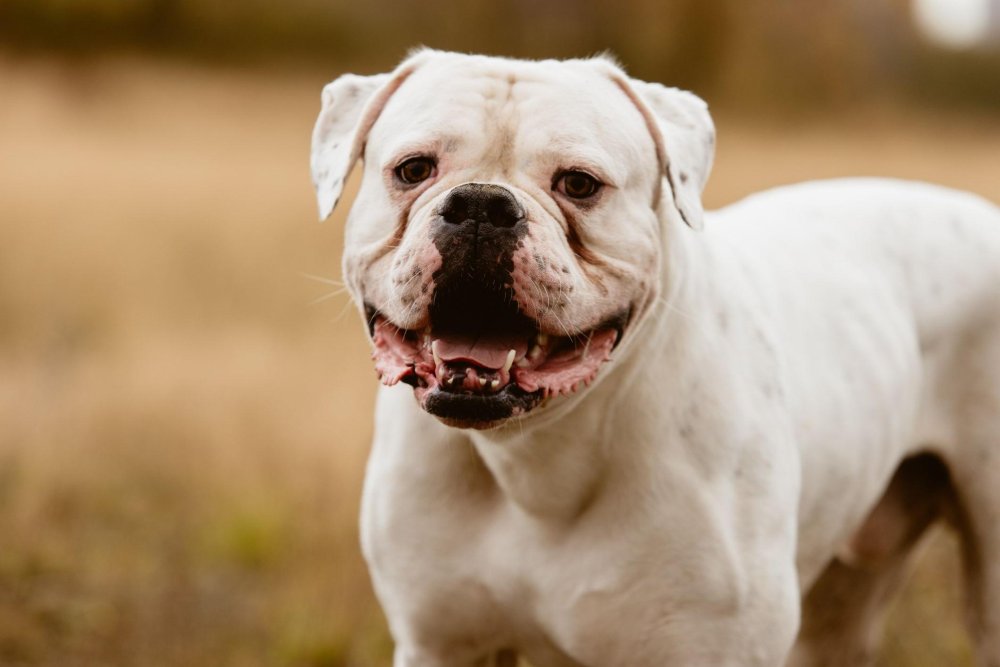 BullDog Breed Image 2