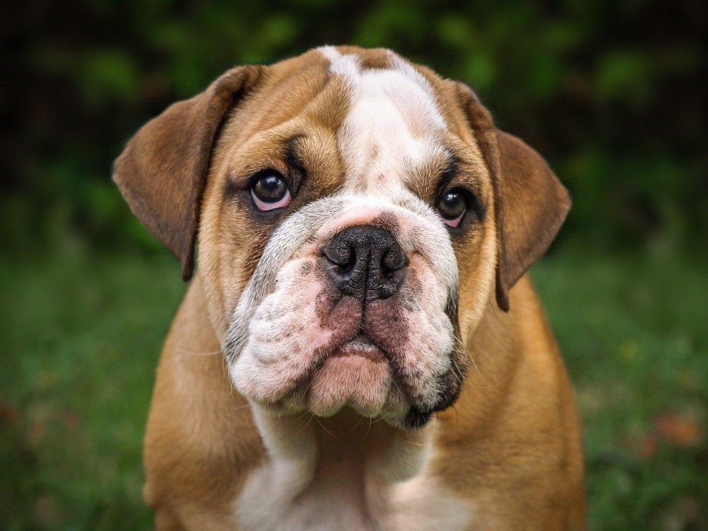 BullDog Breed Image 3