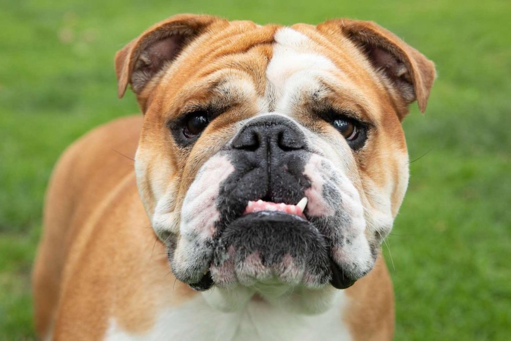 BullDog Breed Image 4