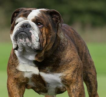 BullDog Breed Image 5