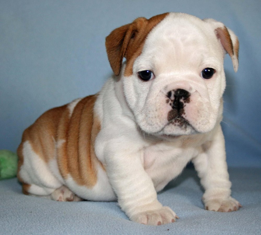 BullDog Breed Image 7