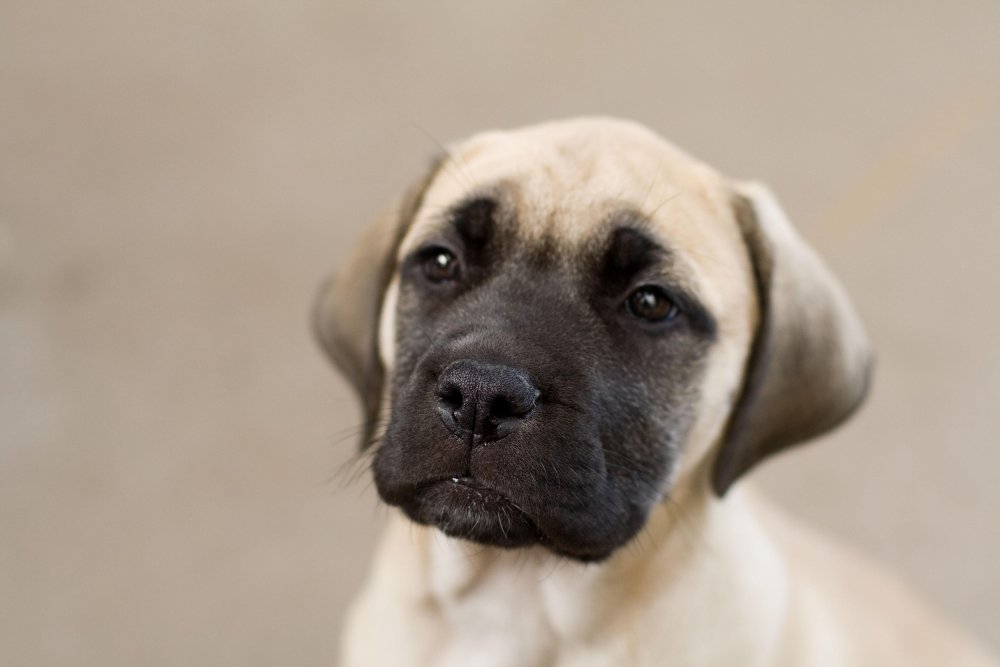 Bull Mastiff Dog Breed Image 10