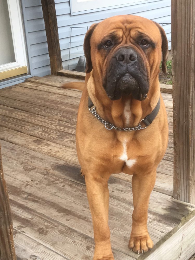 Bull Mastiff Dog Breed Image 13