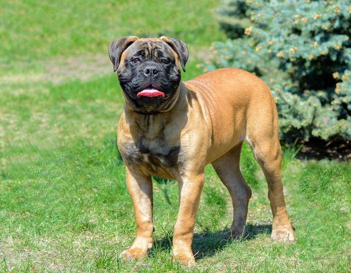 Bull Mastiff Dog Breed Image 14