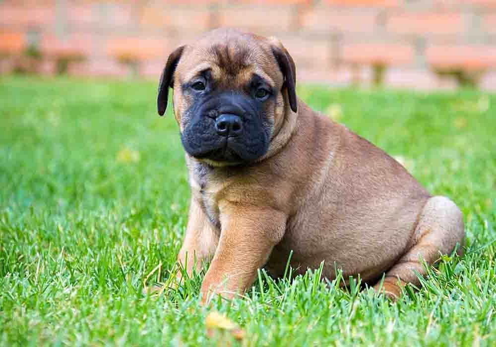 Bull Mastiff Dog Breed Image 19