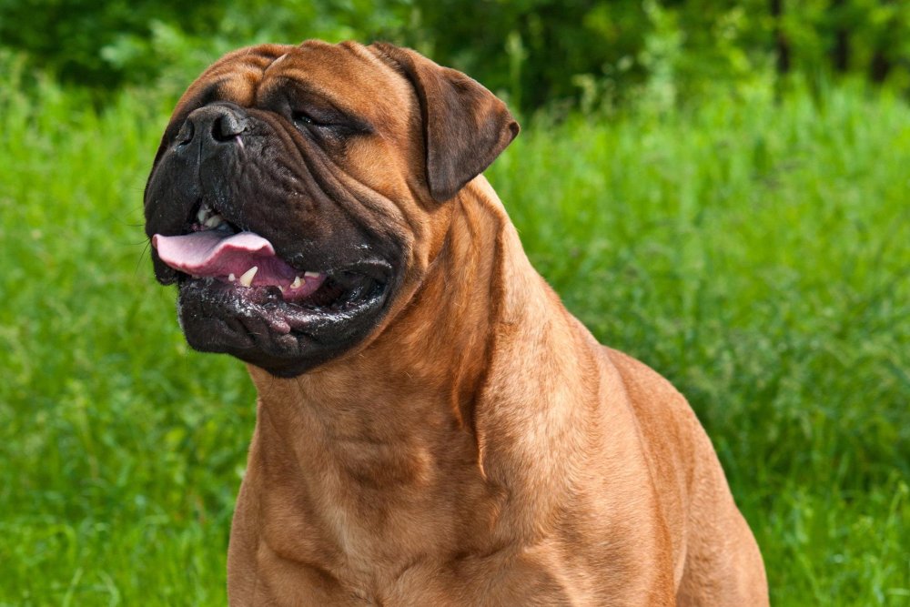 Bull Mastiff Dog Breed Image 2