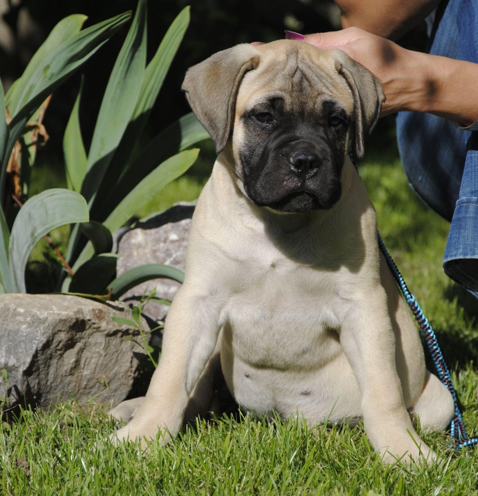 Bull Mastiff Dog Breed Image 20