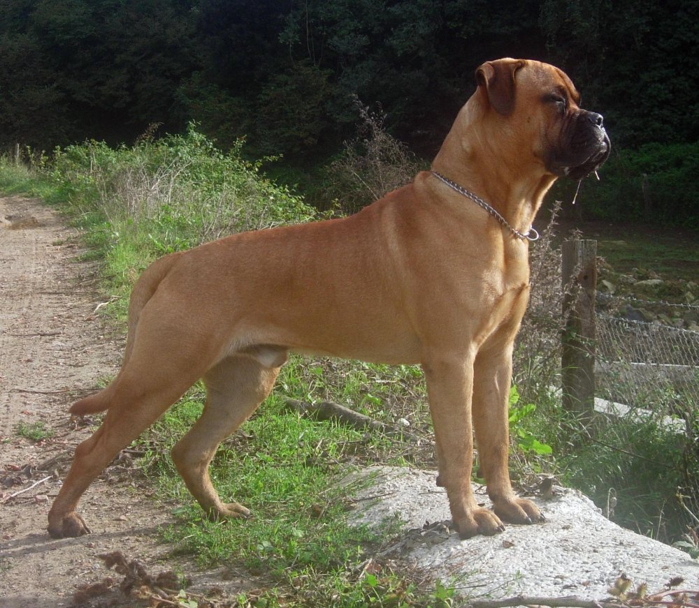 Bull Mastiff Dog Breed Image 3