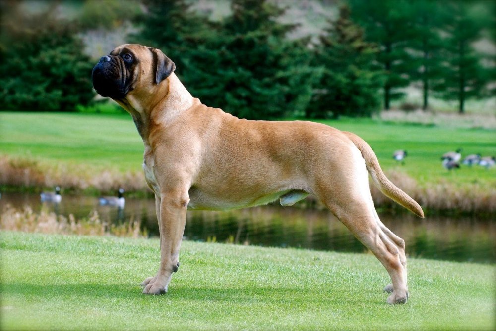 Bull Mastiff Dog Breed Image 4