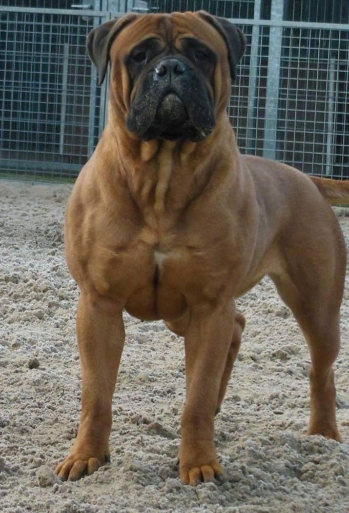 Bull Mastiff Dog Breed Image 5