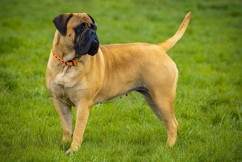 Bull Mastiff Dog Breed Image 6